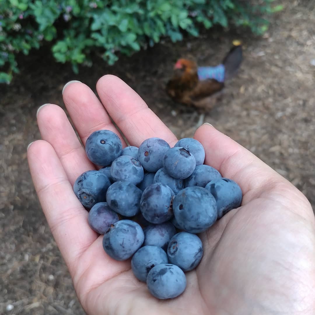Nom for me, nom for you. Two of the chickens make a daily trek over to the blueberry bushes to assist with the harvest. They don't normally venture so far from the coop but blueberries are a strong enticement.