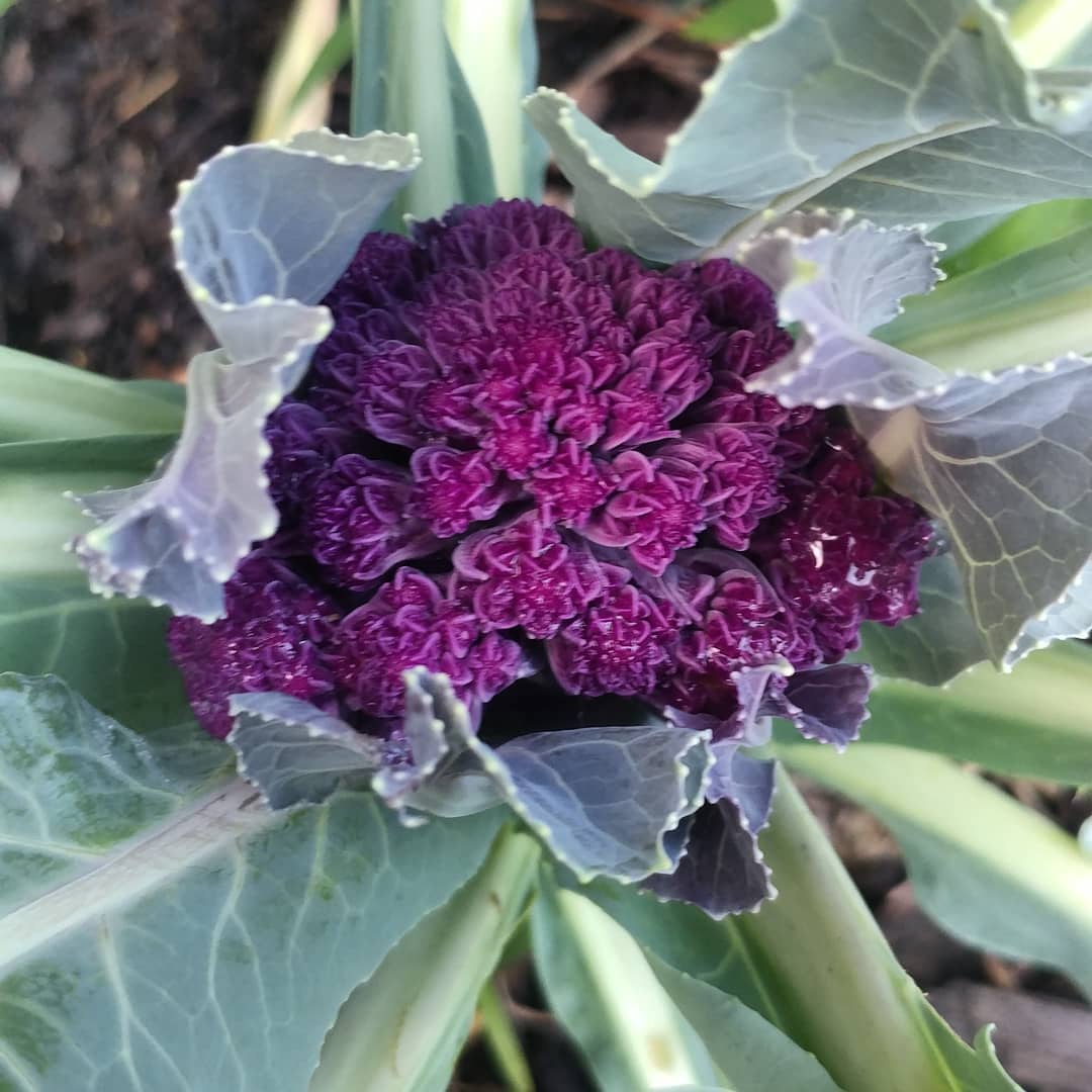 Purple Cauliflower. This was my best one of nine. Never really got close to edible. I can't seem to grow cauliflower here. I think it gets too hot, too fast and the bugs move right in. But I keep trying!
