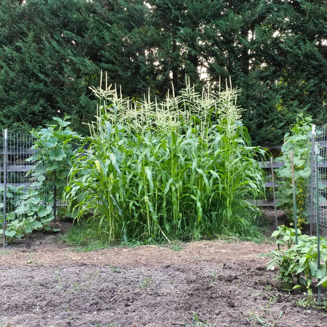 The corn is f'd. Every year, same story. Swipe for the progression from no rain to light rain to thunderstorm. I've tried planting it deeper, hilling the rows, planting closer, further, more rows, less rows. I've tried shielding them with fencing, between trellises, additional posts, words of encouragement, threats. I've planted earlier, later, different varieties, more water, less water, fertilizer, weeds, mulch, companions. I'm out of ideas.

If anyone can tell me how to keep my corn vertical until harvest I would really appreciate it! I  f'ing .