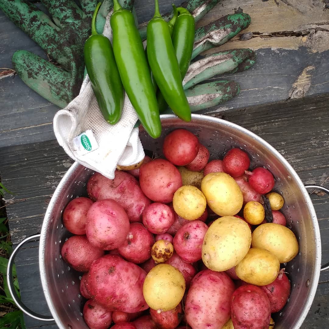 The first multi-crop harvest! The voles ate most of the potatoes so I decided to just see what was left. It's about 10 lbs of and potatoes. Not terrible...but I think I planted 20 lbs of seed potatoes. The peppers are #coolapenos, like jalepenos but not hot. We'll see!