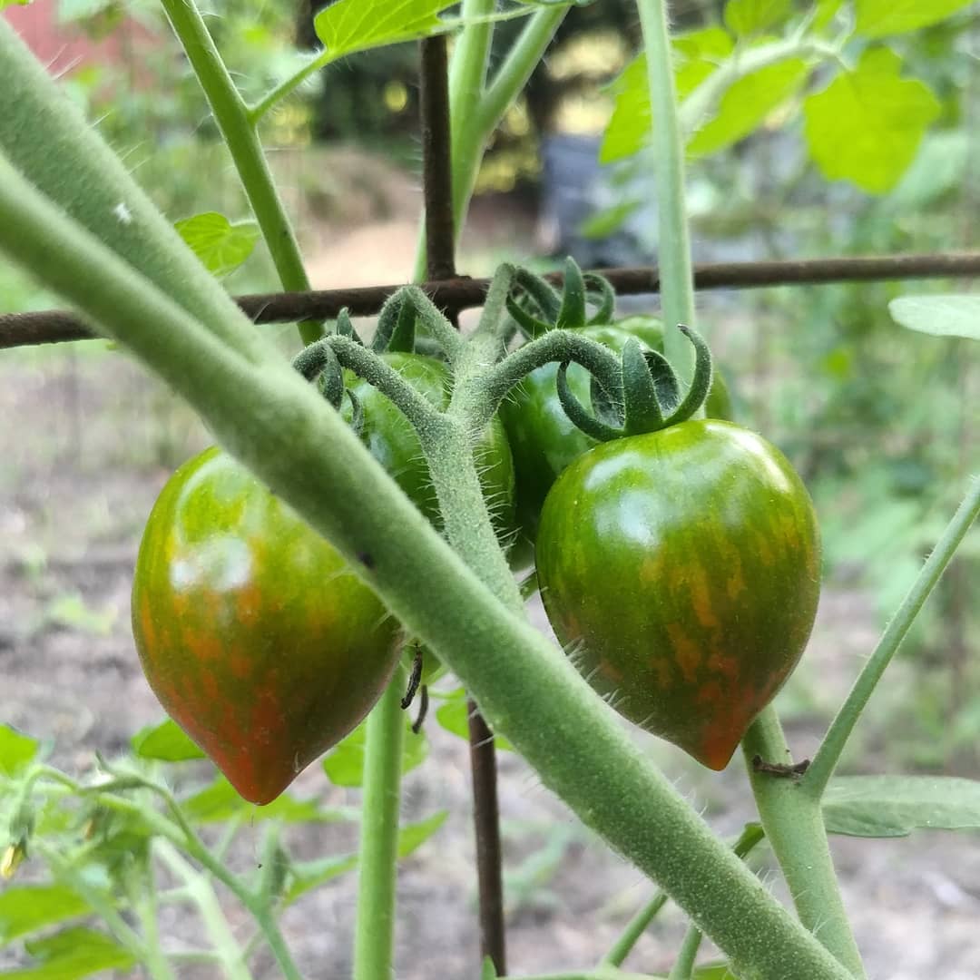 When you plant non-traditional tomatoes and then fail to label the plants you'll have to guess when they're ripe. Touch of red? Maybe!? Maybe not?!