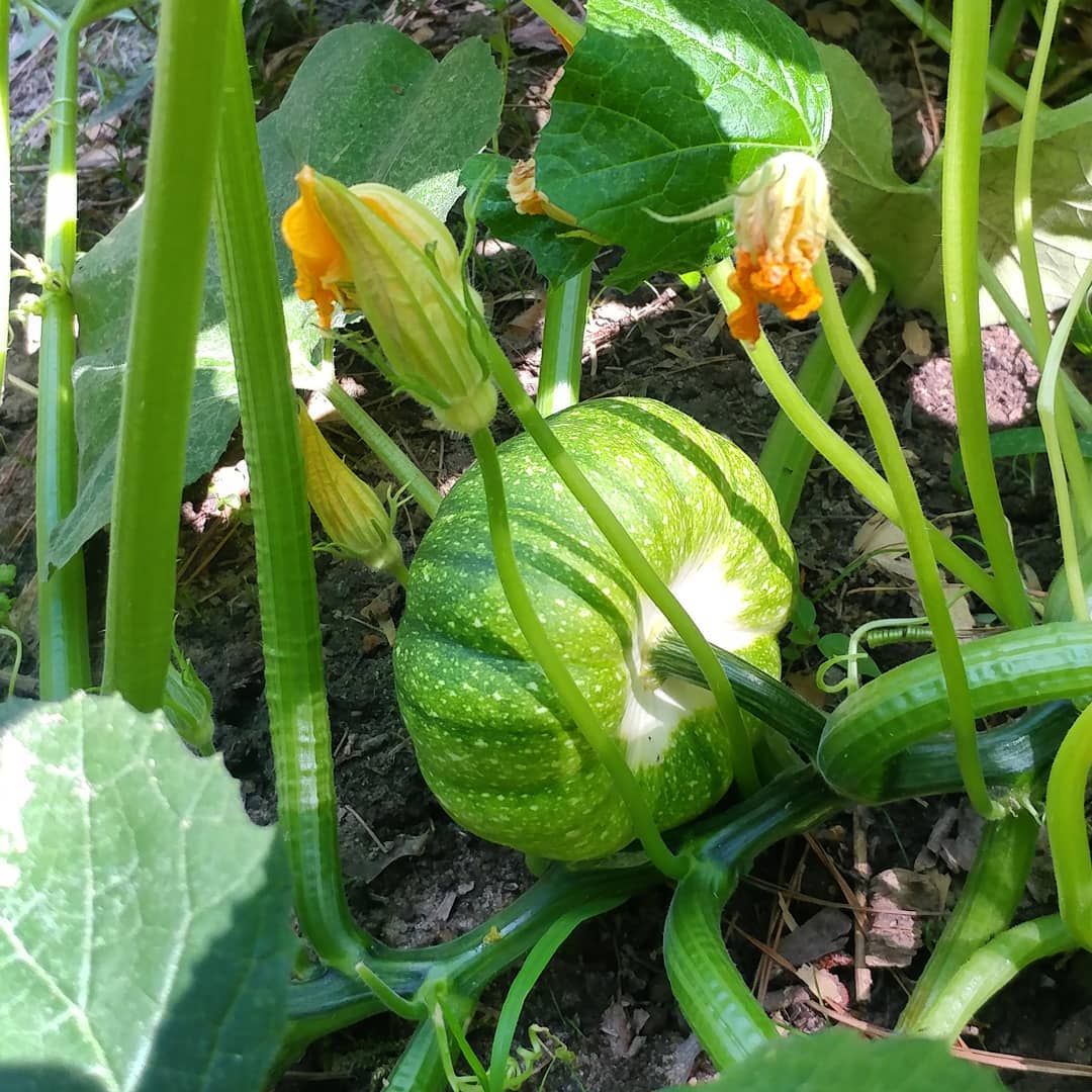 I have no idea what this is or how it got here! It volunteered about 10 feet from my compost pile but I don't recall ever planting a squash or pumpkin that looks like this. I guess I'll wait until it matures to see what it turns into! Currently it is about the size of a softball.