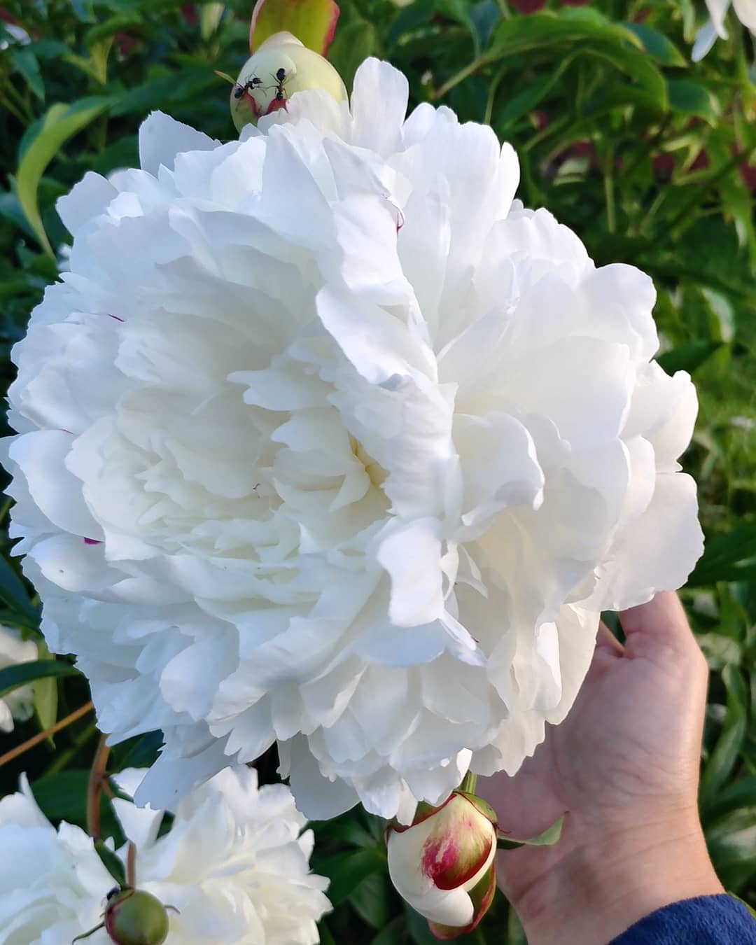 In addition to friendly sheep, our also had an enormous Check out the size of these blooms! Can you see the two ants? The formations in the last picture are the at
