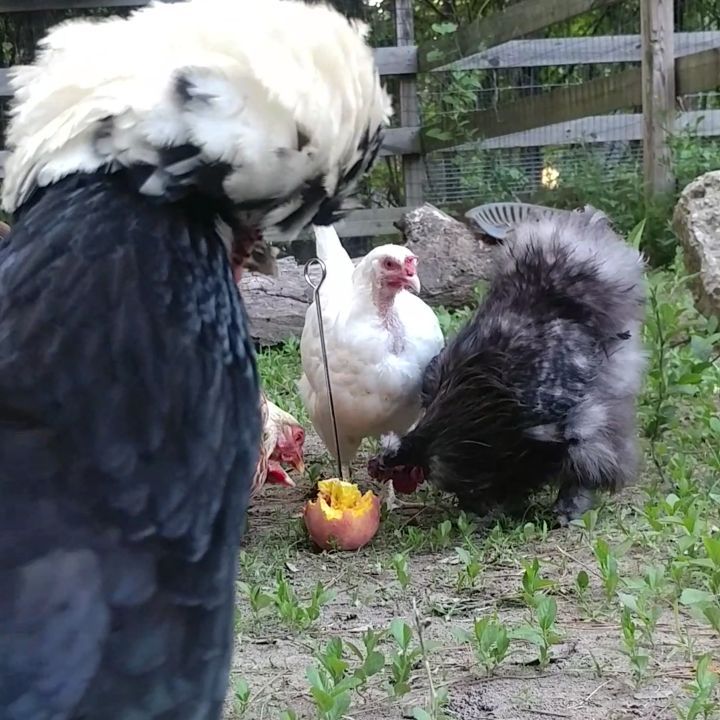 Just a minute of some Georgia chickens eating a Georgia peach! I skewered the peach to the ground so it wouldn't roll around and get dirty. There is a second peach stake on the other side of the chicken yard so that Vi and Donna didn't have to share. Spoiled? My chickens? No!! Stop!