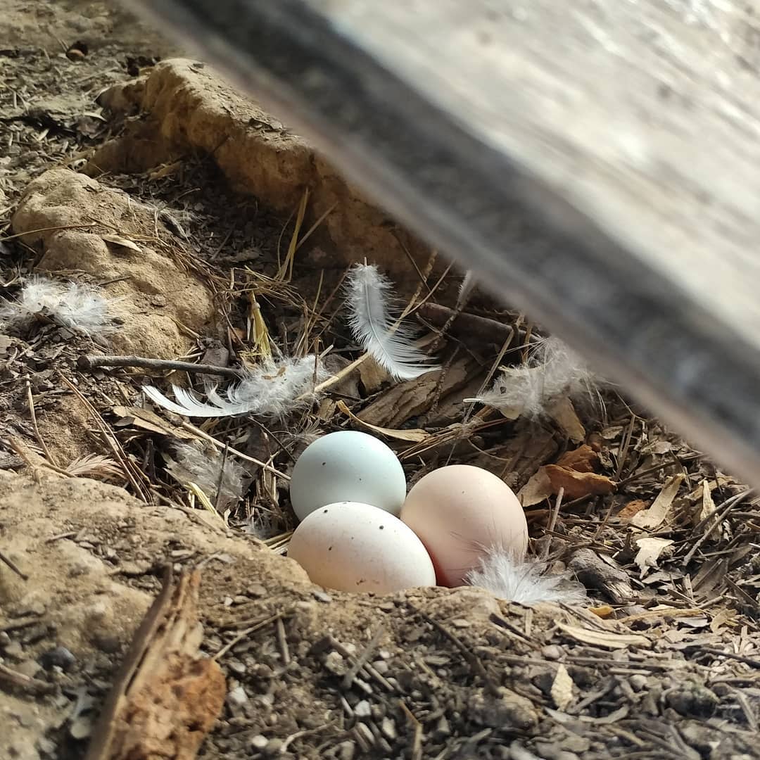 Locking the broodies out of the coop for three days meant everyone was locked out. What's a laying hen to do? Dig an adorable hole under the ramp and treat it like a group nesting box! Good job girls! I appreciate your efforts.