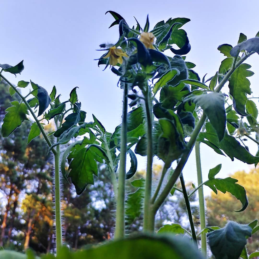 My tomatoes will reach the sky! Several of the plants are approaching the 8 foot mark. This is the year I will cut them back so that it doesn't become a dense tomato jungle. This one. This is the year.