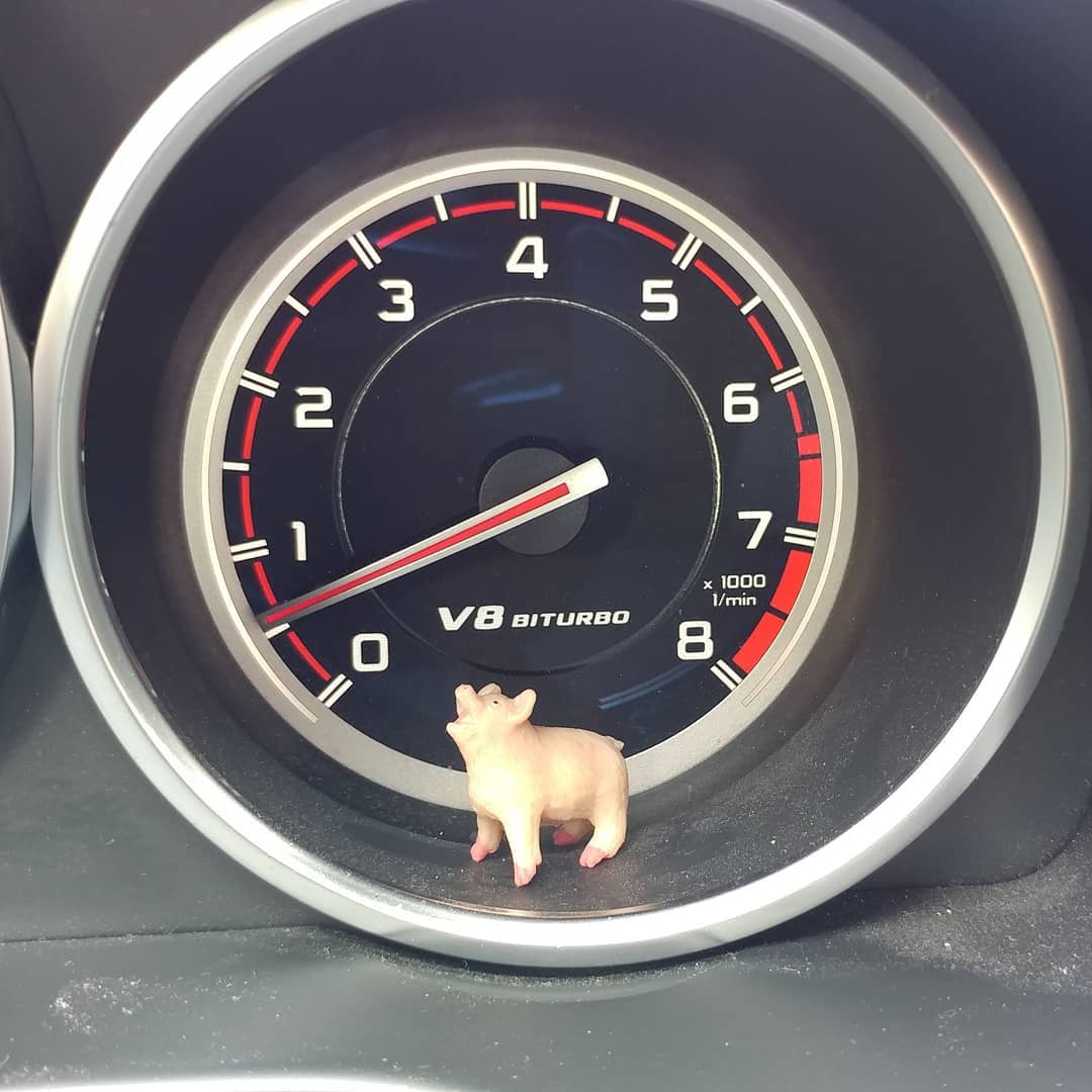 Rally pig is ready for day three!