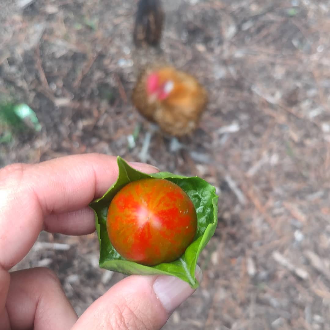 Cherry Tomato + Basil Leaf = Bruschetta for one
(Not for two chicken! Get back in the coop! When will Gretchen stop being able to fly? She is the last one who can still make it over the fence.)