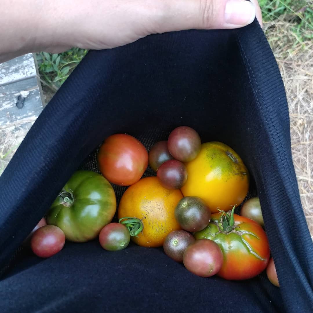 Does anyone ever have a harvest basket when they need it?
