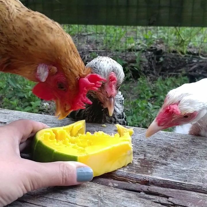 I really want to see what a mango pit looks like. The tiny velociraptors will clean it for me! Is this how you make Mango Chicken? Listen past 30 seconds to hear the rooster take credit for the treat. Men.