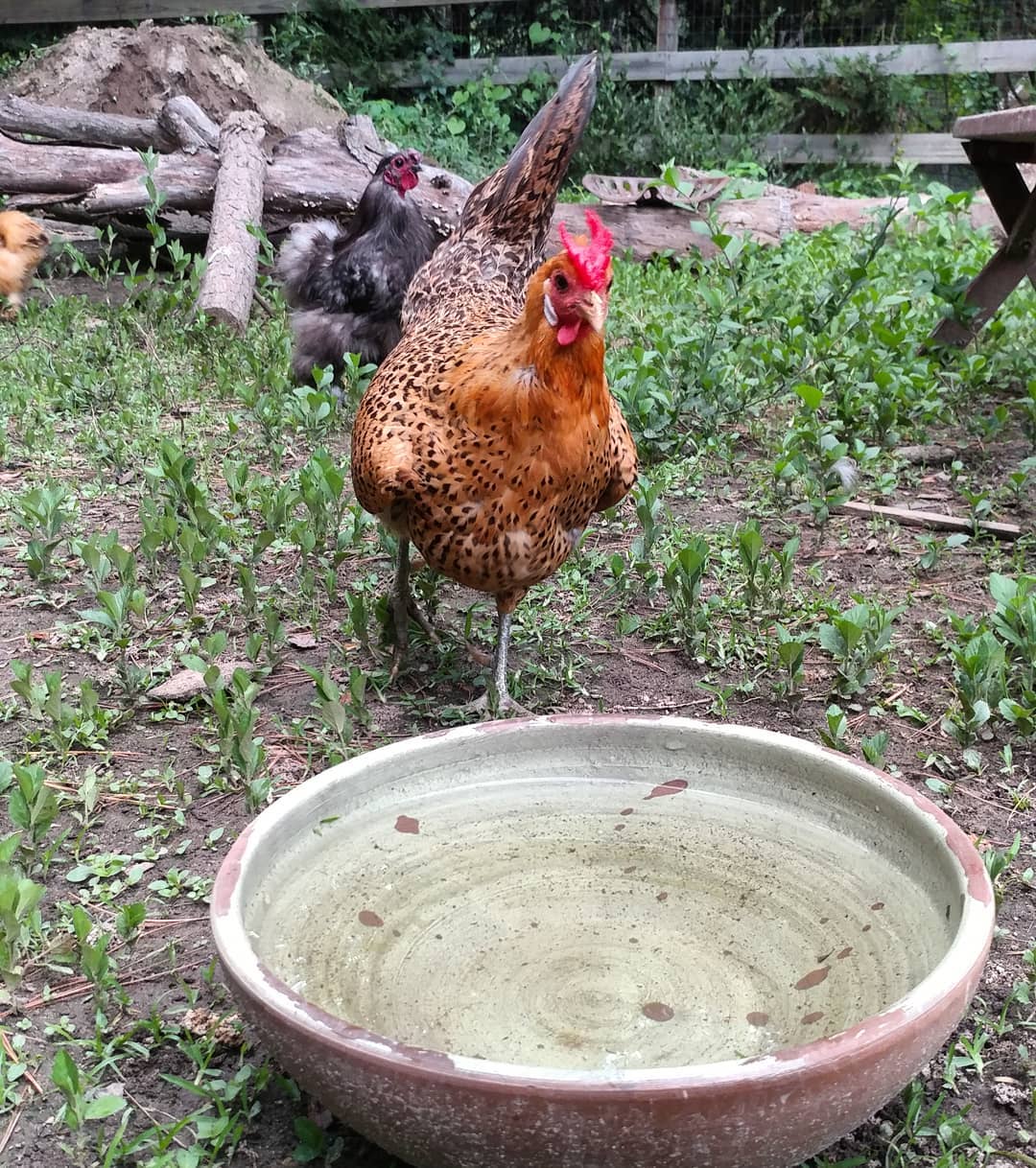 Thank goodness the rain filled this random bowl with water! Every single chicken has had a drink from it tonight. If it weren't for this bowl, where would they get liquids? From those huge waterers I regularly wash and fill? I think not! Ridiculous. Everyone knows the best water is from mud puddles. Random bowls are a distant second.