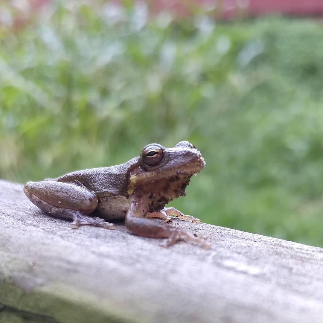 This guy jumped up on the bench next to me with an audible PLOP! I think he and his buddies are the source of some major noise from the tree line. He's only about an inch long but I feel his power.