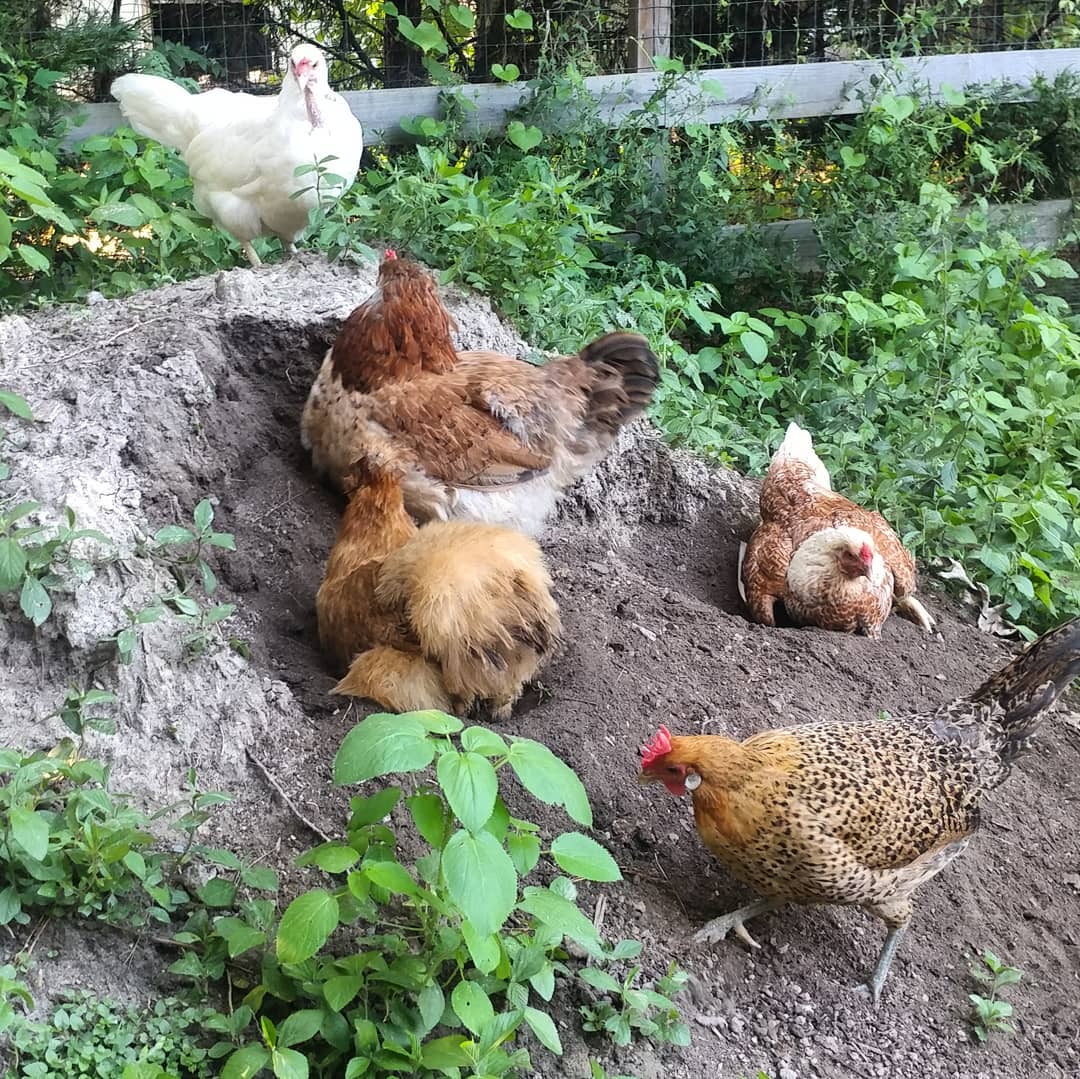 This is new. Let's call it terraced dust bathing. Normally they just fight about who gets to stand on top of the dirt pile but today they are digging themselves baths. If you have a compost pile you really should have chicken helpers. Their sworn enemy is The Pile. Over time they can easily take a five foot pile to the ground.