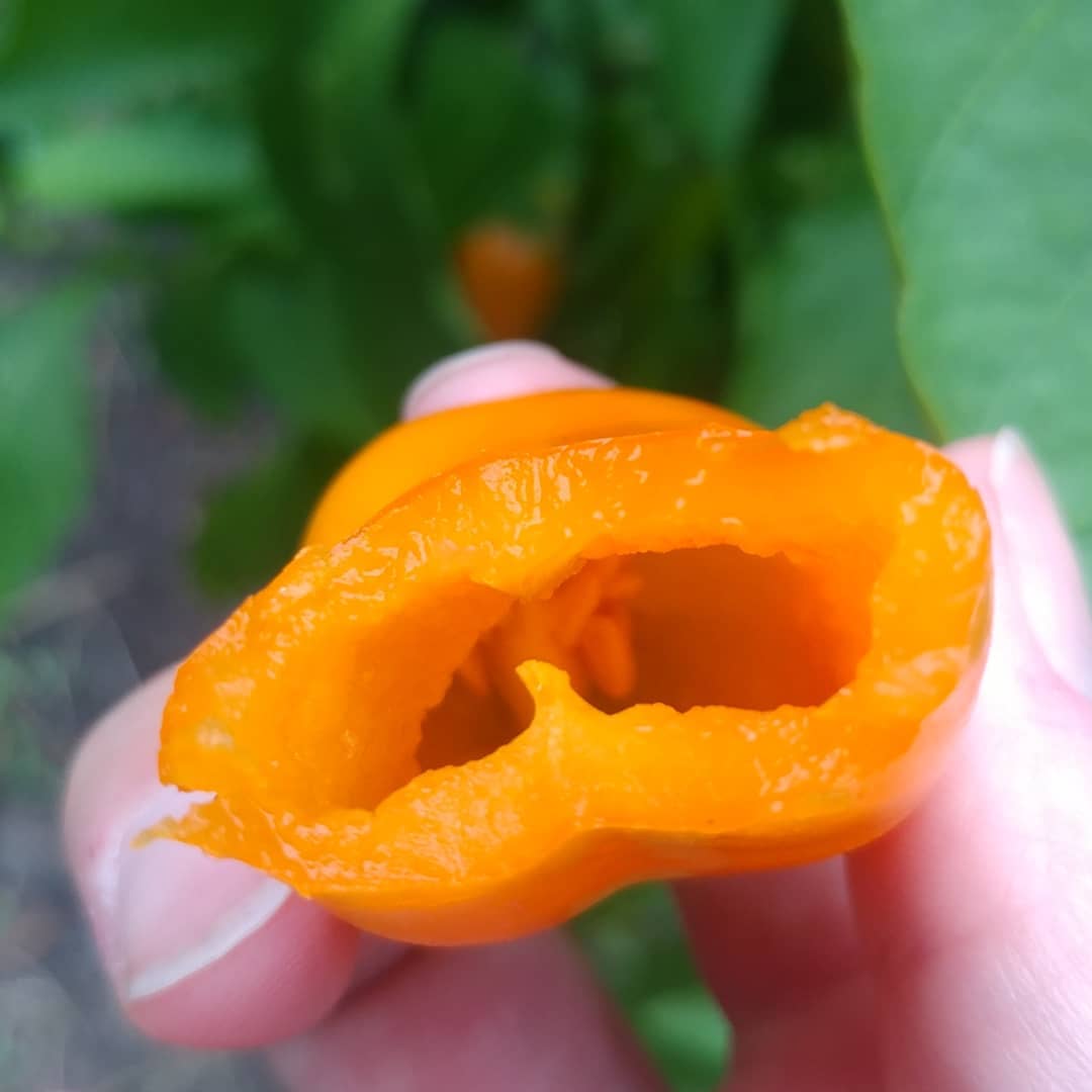 This is the most delicious pepper I have ever grown! Bonnie's Lunchbox Orange Sweet Snacking Peppers.  When waiting for peppers to turn colors I usually miss and end up with rotten peppers. This one is very forgiving. It is also super juicy, flavorful and very productive. I would plant lots of these! I bet they would sell for $6 a pint at a farmers market. Highly recommend.