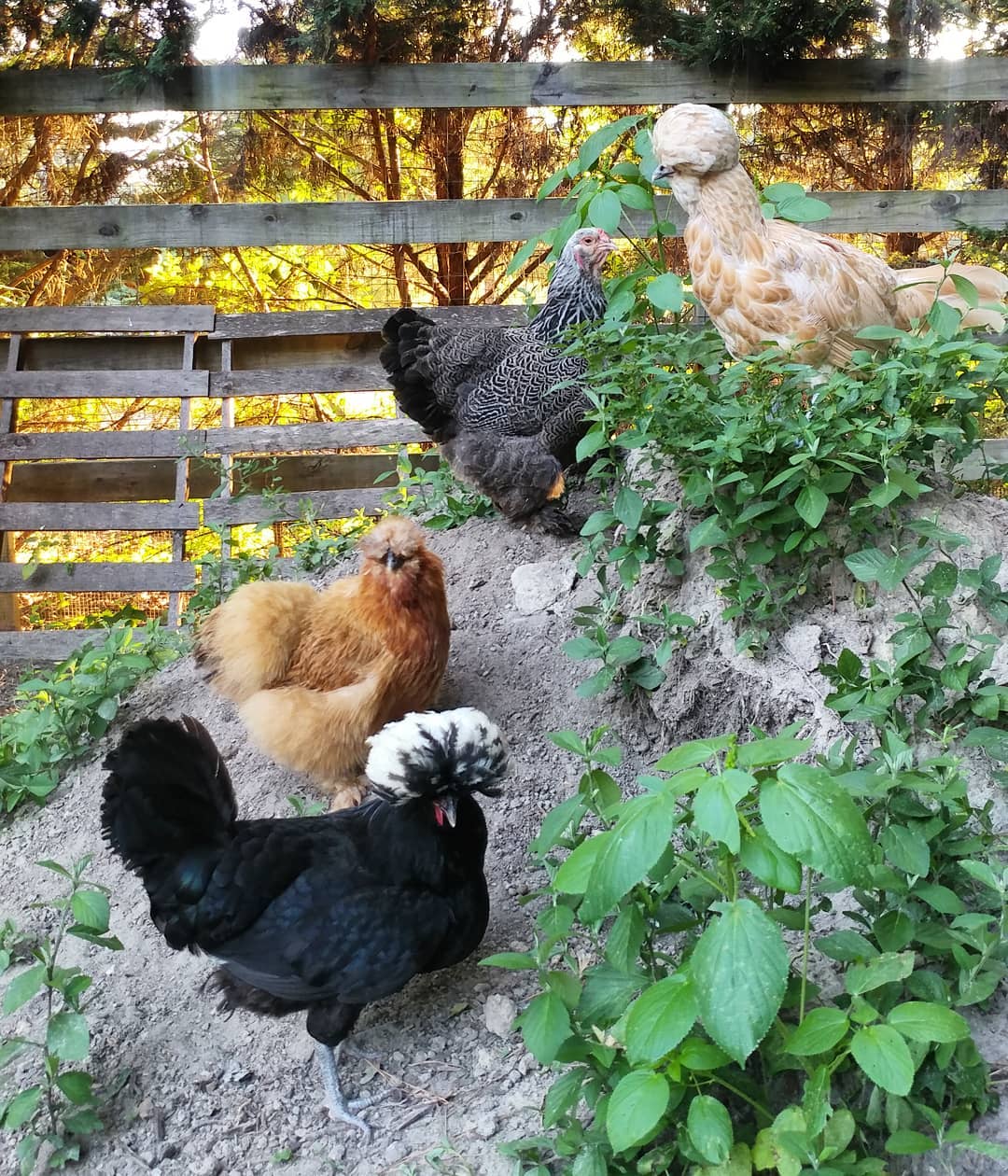 Girl gang. These four live together in the rooster free coop and choose to spend their free ranging time together too. I love all my chickens equally (but these are my favorites)! Top to bottom: Becky with the Good Hair, Violet Zindars, Donna Martin and Kahlo.