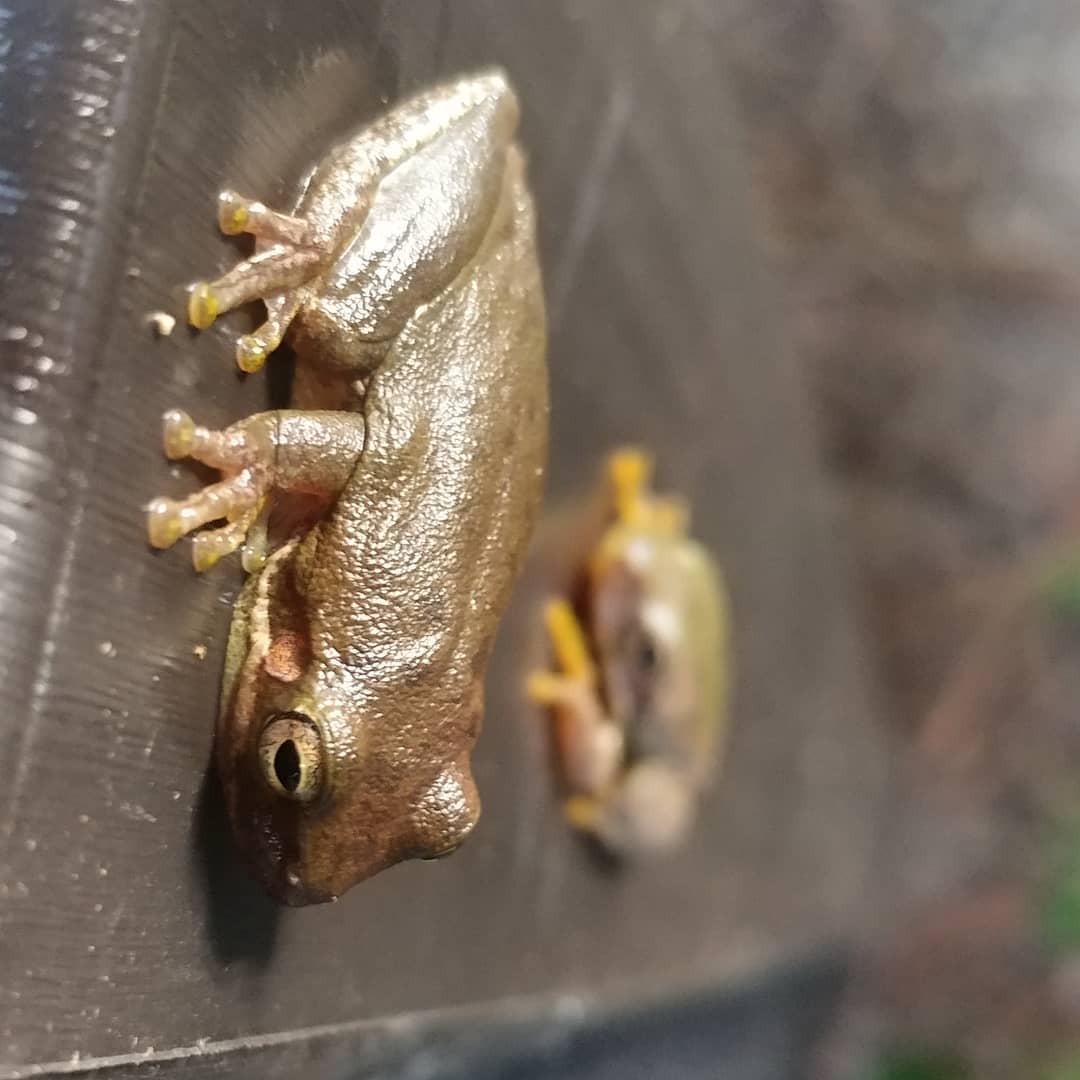 These tree frogs live on my storage bin! I'm so excited! They seem less excited to have been found out. The smaller one has one eye! More to come.