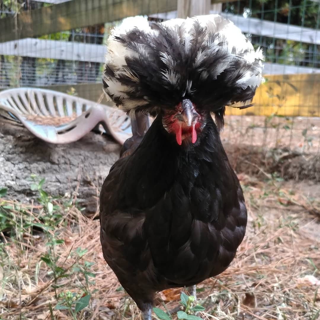 Kahlo is also molting but has kept her bouffant intact. Swipe to see her super embarassing ONE tailfeather. She didn't want you to see.