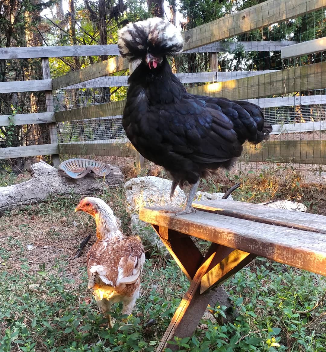 Kahlo knows I am following her around to get a picture with ZERO tail feathers and seems rather peeved about it. Bryce does not understand what I am doing but is generally psychotic about everything so keeps sprinting away and squawking even though I am not following her.