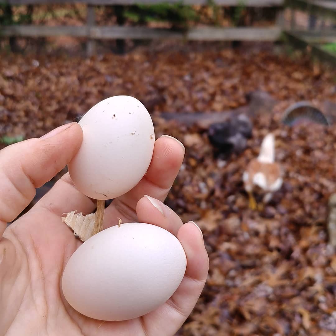 Shame tiny dinosaurs, shame. One tiny egg per day is not paying the rent. Disgraceful. Who gave you the impression that you are just decorative pets rather than farm animals? Me? Oh. Very true. Have some additional treats. Love you!
