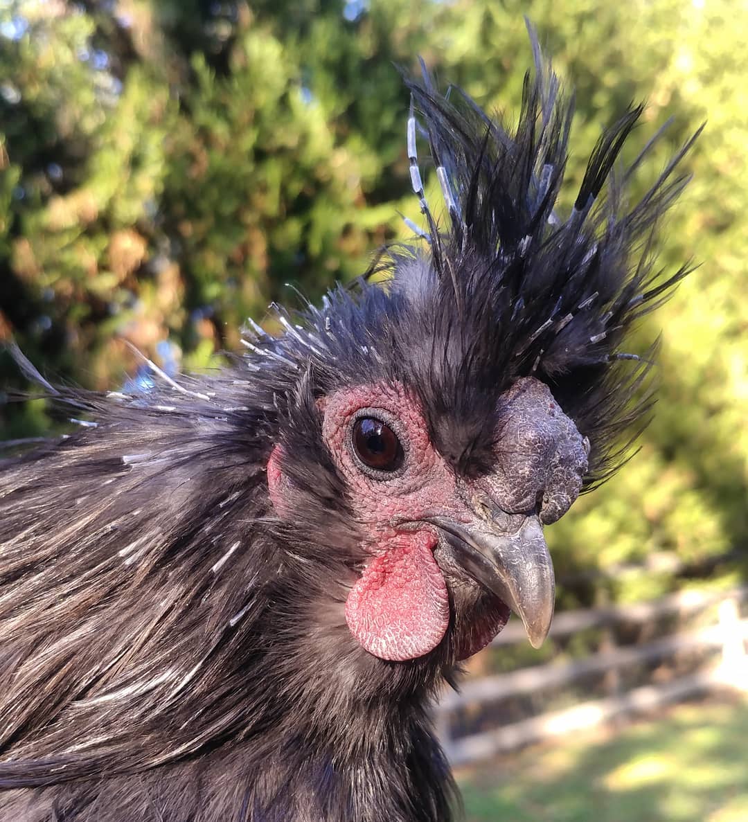 Sonia is working on his mohawk. As a tiny silkie rooster with a girly name, every bit of toughness is important. He did not appreciate my help in removing feather casings. Or the snuggles I offered. Or anything to do with me. Roosters.
