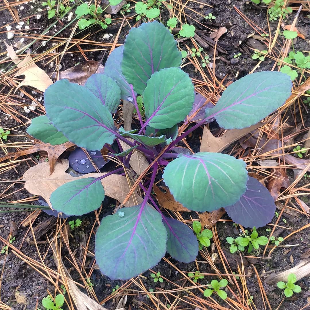 The winter garden is mostly for chicken snacks but it is also decorative. This purple cabbage adorable!