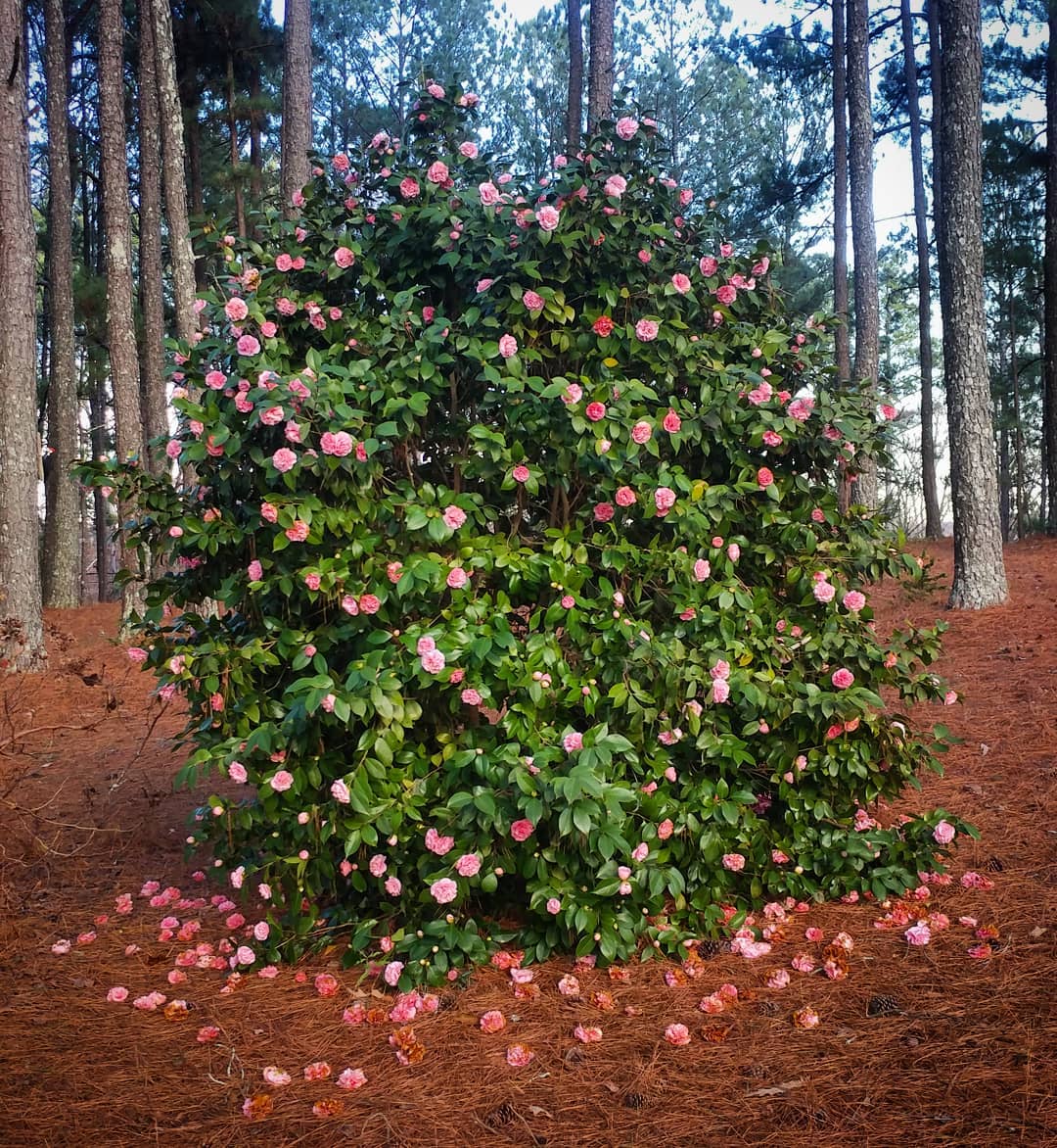 This Camellia is just delightful! It's like a giant flower arrangement in the middle of the woods. Thank you person who lived here before me for having a vision.