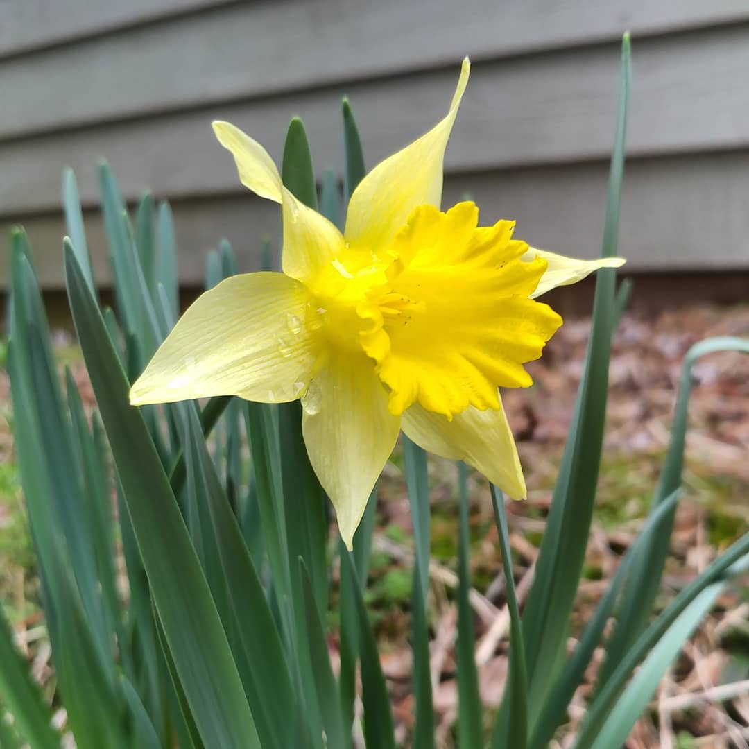It might be too early but I'll enjoy this little pop of color anyway. I've never had a daffodil in this exact spot before. I assume the local squirrel landscaping crew was here.