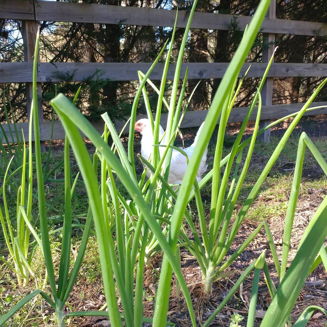 Garden Inspector reporting for duty! I cleared some weeds from around these onions so everyone had to come check out that fresh, fresh dirt. Worms were consumed, plants were destroyed, the usual for my inspectors.
