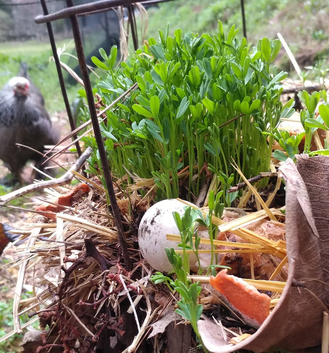 Something very ambitious has sprouted out of the compost pile. I don't know what it is but Vi is coming by to conduct testing. Testing = Eating.