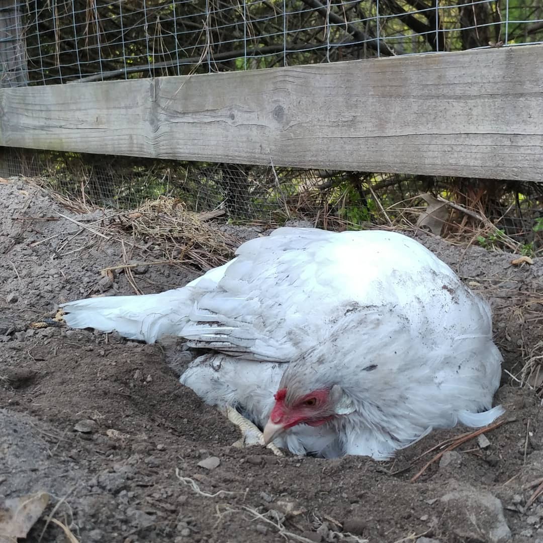 After my talk with Gretchen about dust bathing in the garden she must have told Gloria that it was forbidden. Gloria took that very seriously and limited herself to just two hours of disturbing the soil and nibbling broccoli leaves.