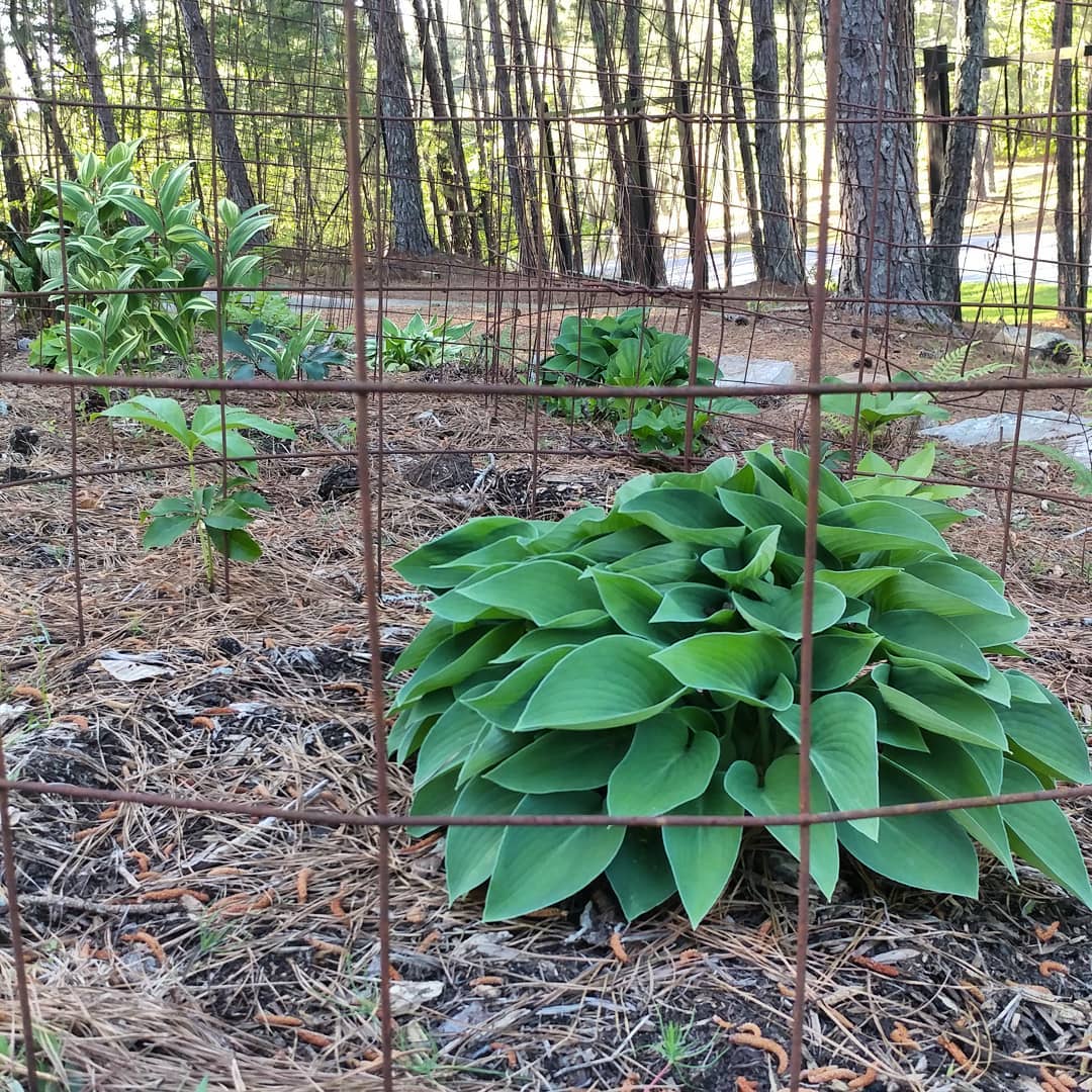 All my plants have cages because the deer are relentless. But look how well they are doing! All of my hostas came back!
