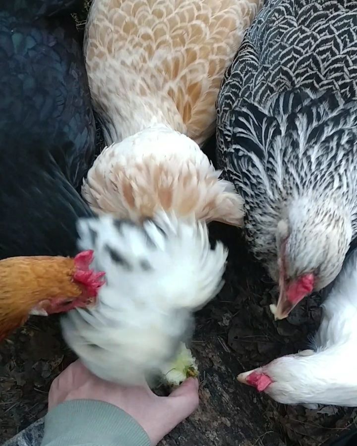 As always, Vi is at the center of the snack circle. She does let the other girls get in a few nibbles. Becky and Kahlo, the poof heads, are actually comparatively small chickens but take up a lot of space in the circle.