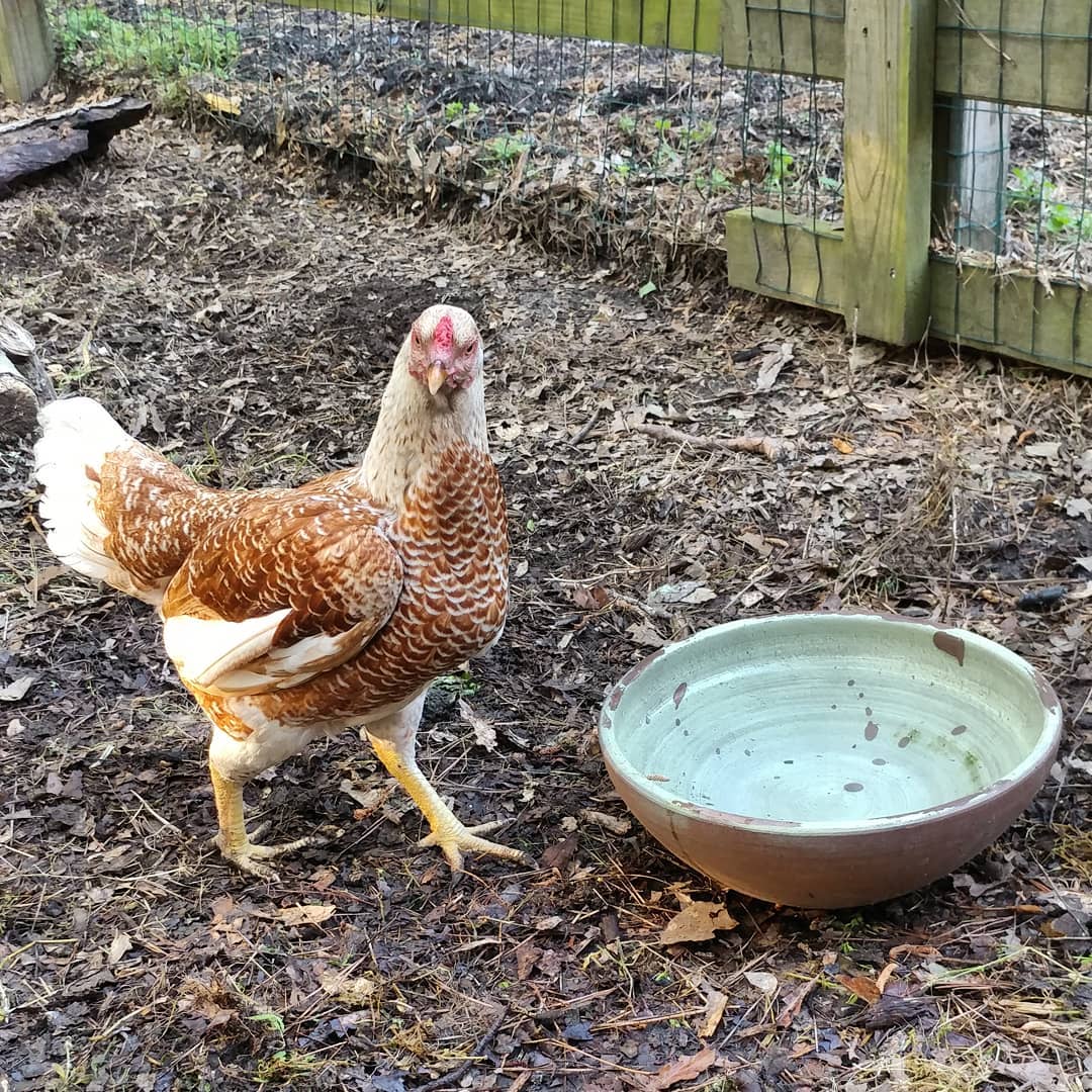 Captain Awkward reporting for bowl drinking! Why is she looking at me like I'm the strange one? Did you know Bryce is featured with @mcmurray_hatchery, both online and in the catalog, as the model? She's supposed to look this way!