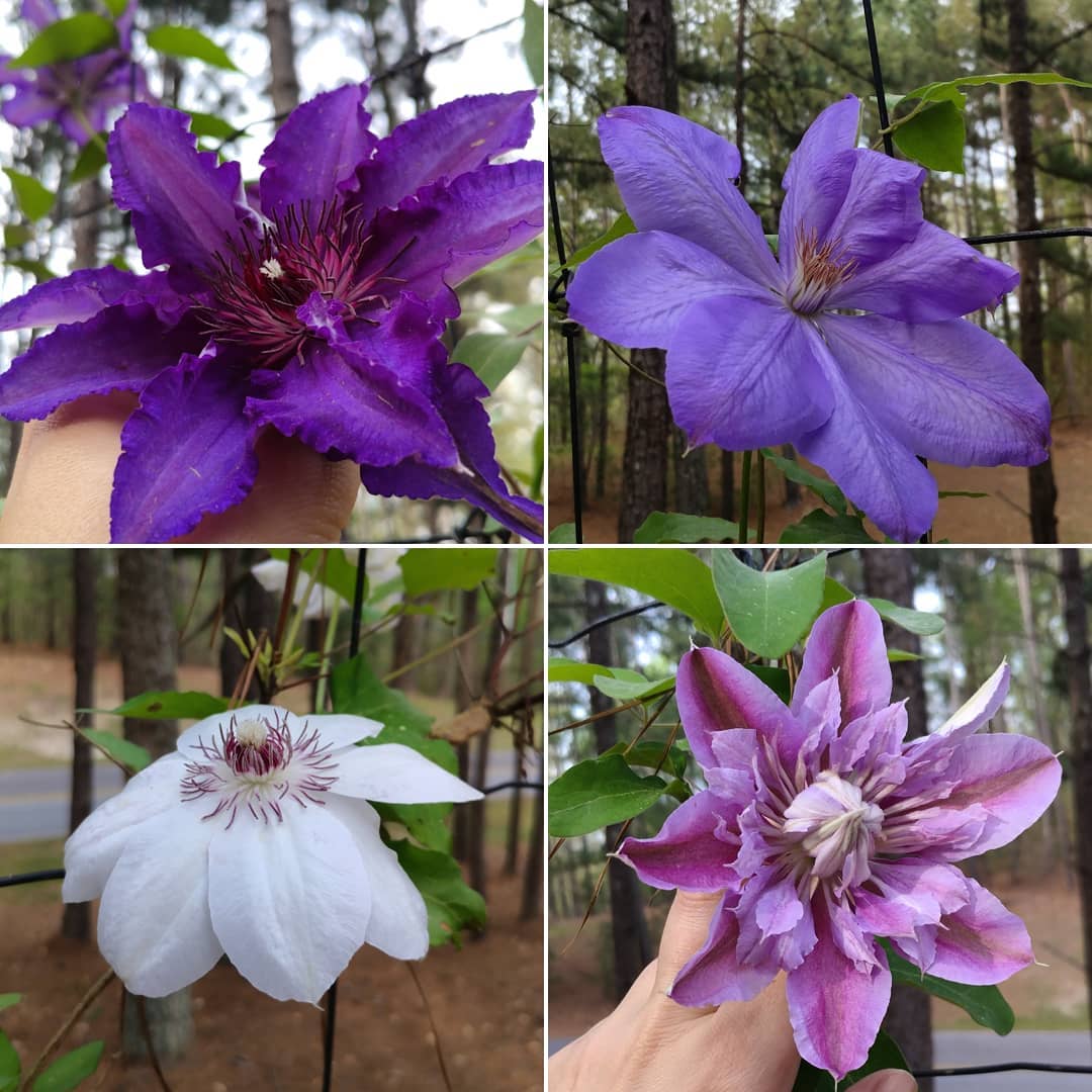 Four types of currently in bloom on the deer fence! Somewhere we planned a red one. I hope it comes back!