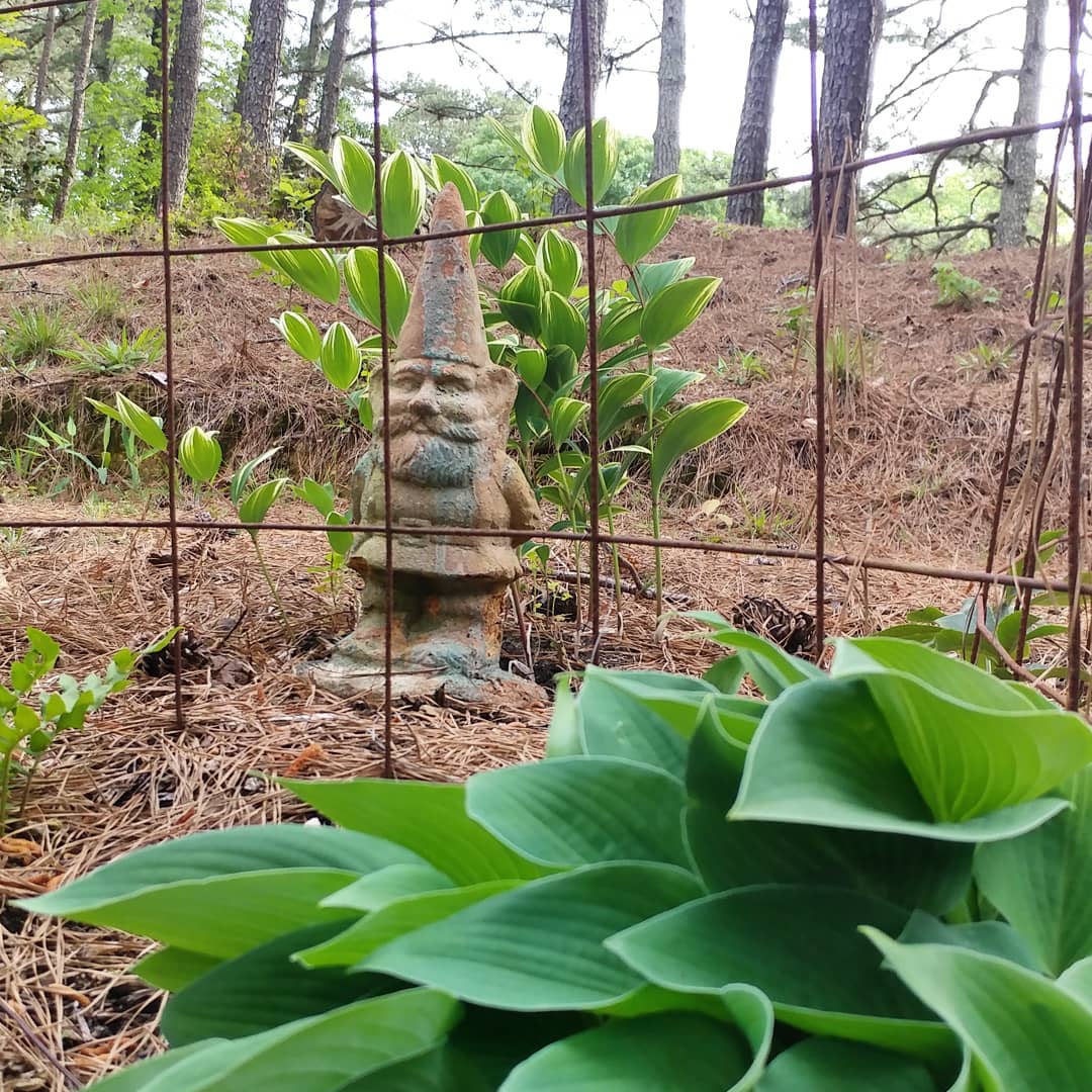 I let this gnome roam over to a new spot in the yard. He's not in jail, keeping watch over my caged hostas.