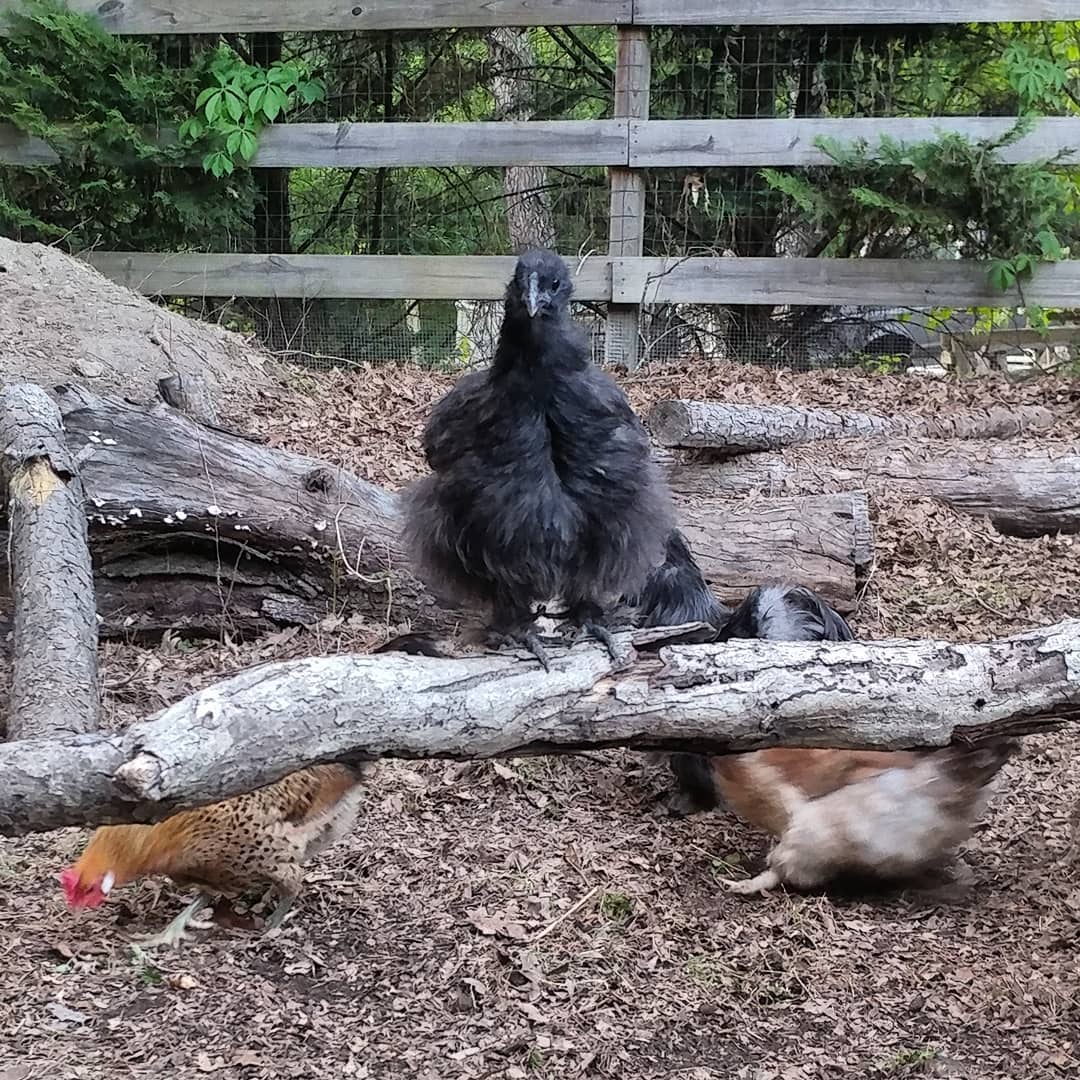 Ruthie is broody yet again. She's been locked out of the coop for a few hours and she jumped up on this branch to be eye level so we could discuss it. Her complaints are many, and her language fowl, but I'm not letting her back in.