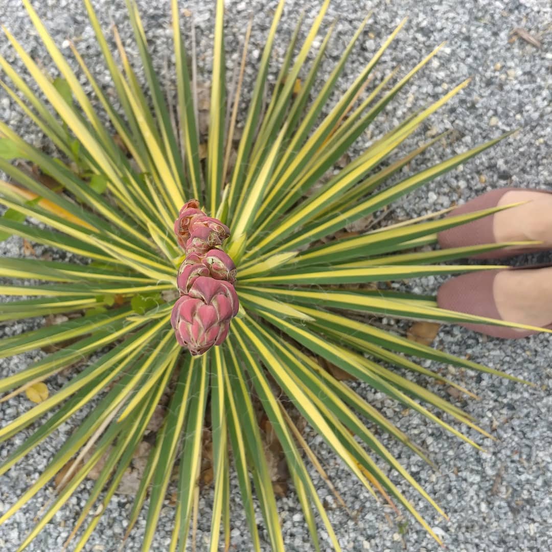 So, this work plant has put out what I can only describe as a giant asparagus. (Also, it is pink and matches my shoes.) There are 10 of these plants and only one has an asparagus. It is about 4x the height of the plant. Fairly dramatic. Will update.