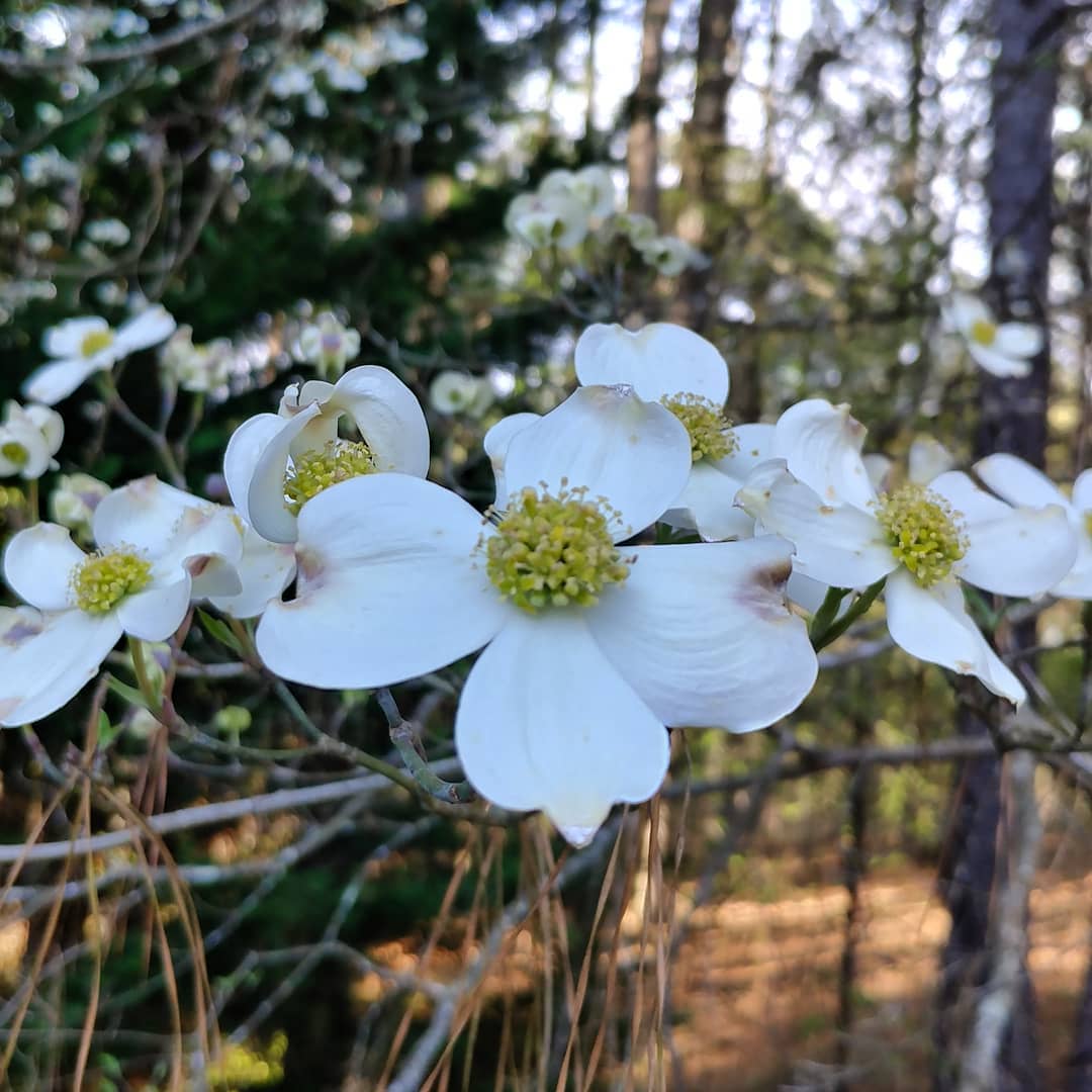 The largest is in full bloom! There is another one in the woods just starting and a third that is just leafing out. Location matters.