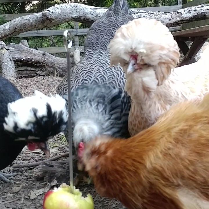 Apple snack! The gold chicken streaking back and forth is Gretchen. She's the worst. Psychotic, obsessive, fast...all of the worst things. Notice how they don't let her eat with them? It's because she's very annoying. (I say all of this in the same voice that I use to say nice things to the other chickens. I assume that means she thinks I like her. I don't. But I don't want her to be sad. I just want her to be calm.)