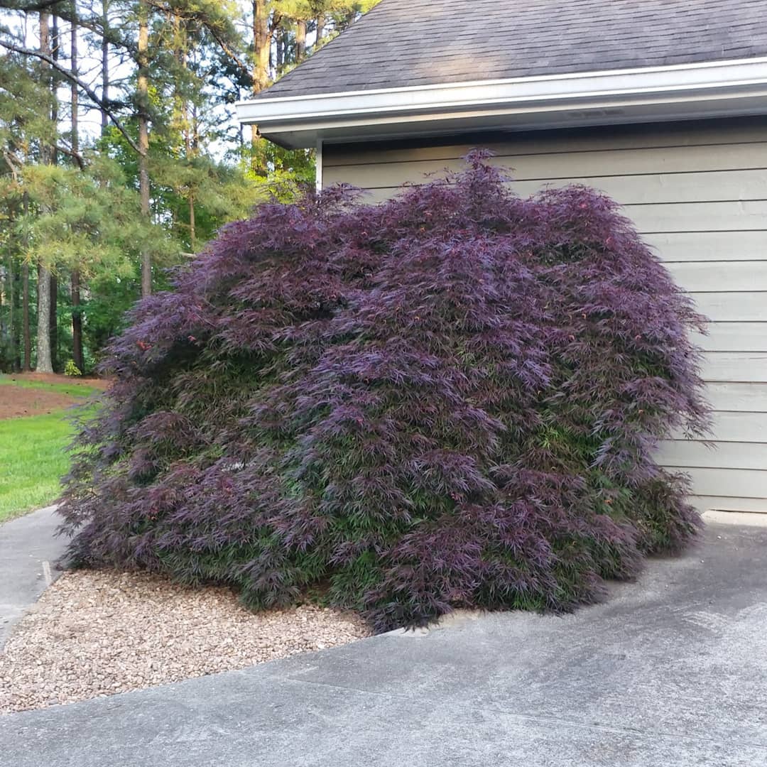 I need your opinion! This is the beautiful that is thriving by the garage. The question is should it remain a ground sweeping blob or do we limb it up so the trunk shows? I included three angles and a picture of her underpinnings. Also, do you trim in now or after it loses the leaves? Help! I like it blobby but it used to have a canopy and that was good too.