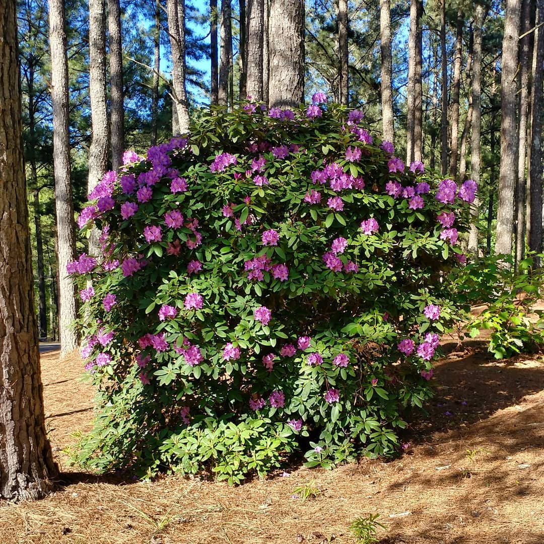 I think we have reached peak rhododendron!