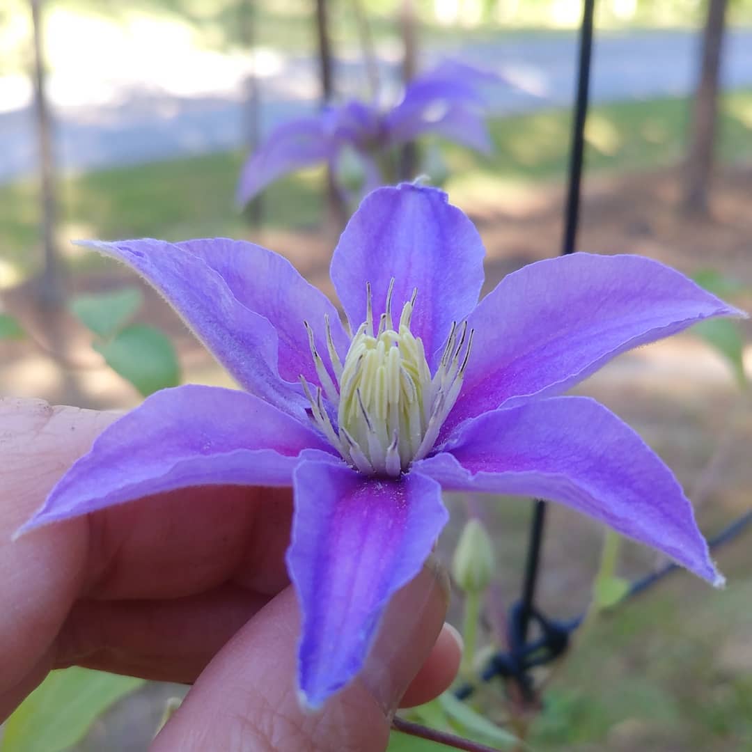 My last to bloom is petite! She has itty bitty blooms and is nearly a month behind the other vines. I wonder if this is a feature or a defect?