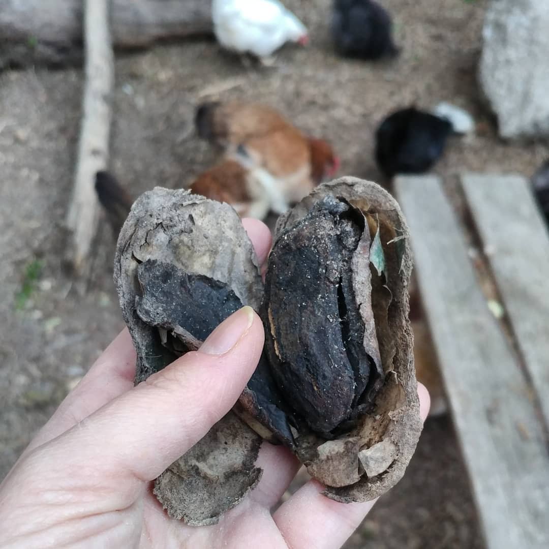 My tiny archiologists have unearthed a mango pit that they cleaned last year! I was able to crack open the hard outer shell and the interior seed looks like a giant lima bean. Very interesting. I appreciate the continuity of their efforts. Tiny Archiologists Motto: ABD. Always Be Digging.