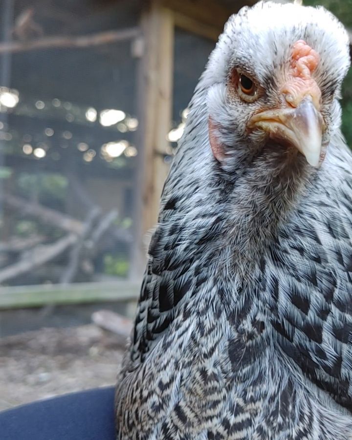 An interview with a Moody Broody. Violet is a champion brooder, dedicating weeks at a time to hatching nothing, and becoming frighteningly thin. When forced out for exercise she complains loudly while pacing back and forth in front of the door to her coop. Here she tells the story of how she was given her favorite foods, fresh water and hugs, aka Tortured!
