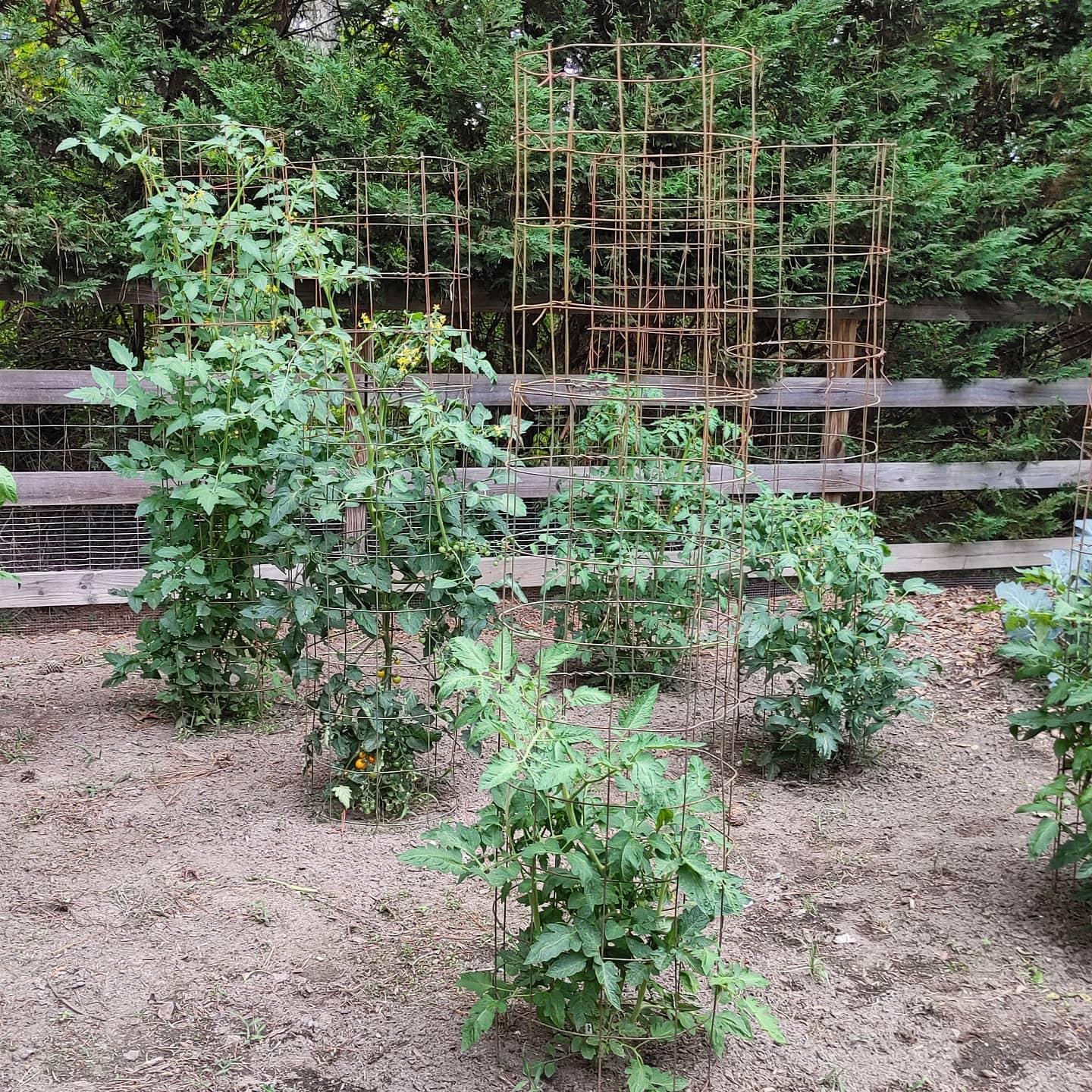 And there it is. The first tomato has reached the top of the 7 foot cage. It is only a matter of time before the forest fills in. Maybe this will be the year I actually prune them back. Probably not.