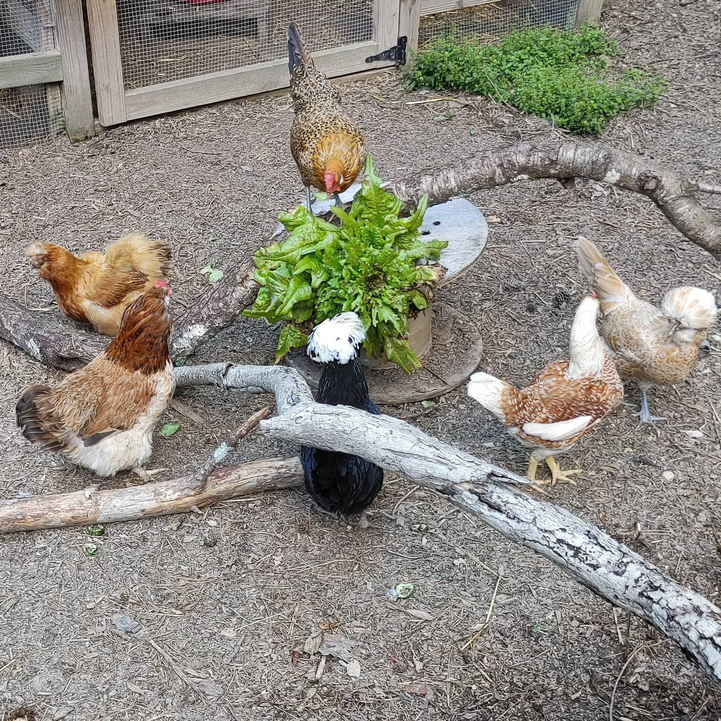Breakfast bar! The lettuce is bolting in the heat (it's going to be 90° F today) so I'm sharing with the flock. They completely consumed this head in about an hour. That's a lot if tiny beak sized bites!