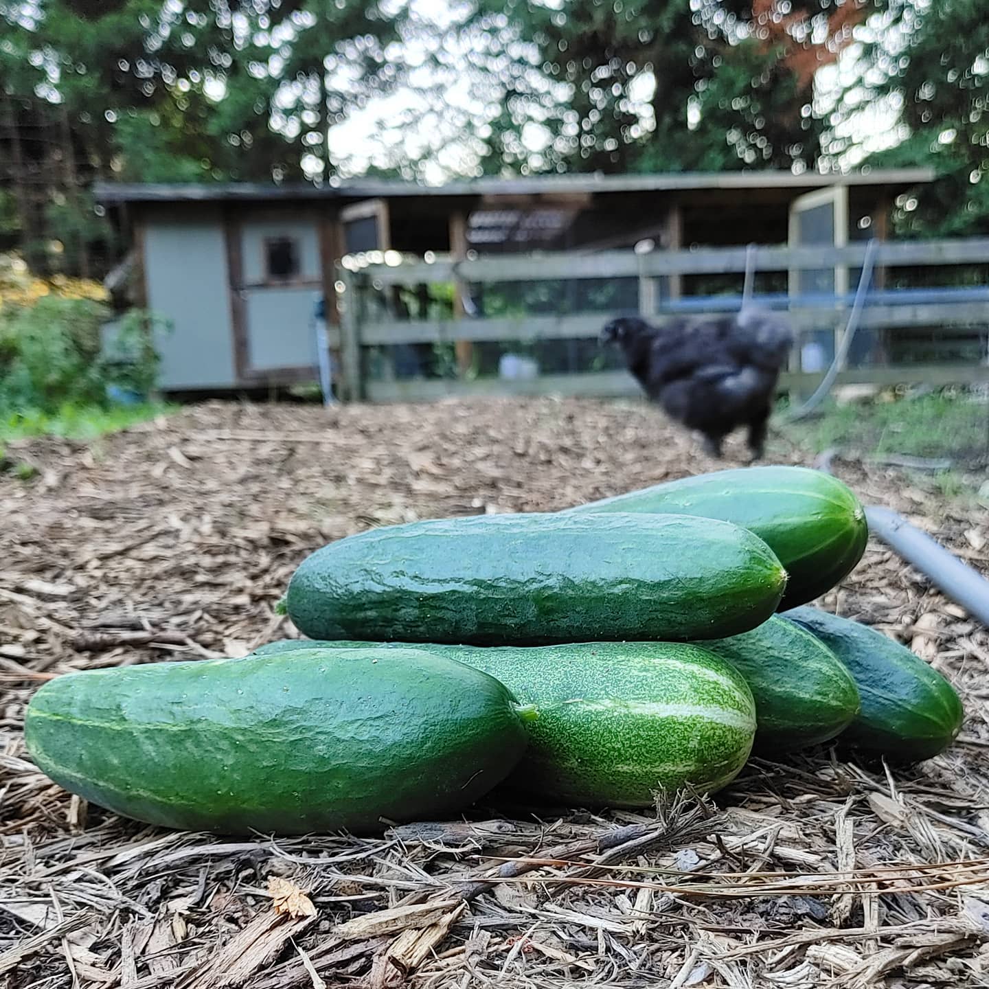 I battled several voracious velociraptors to harvest these cucumbers! (Smallest, but mighty, raptor pictured.)