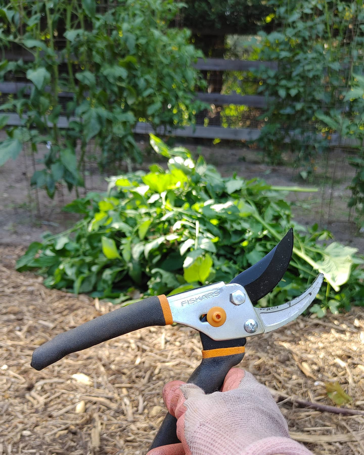 I got some new pruners and all of my tomatoes got a haircut! I cut off lots of extra stems and suckers to allow airflow to the plants. I also cut off all of the lowest leaves to prevent soil borne diseases from creeping in. It's hard to get started, but once I did it was really satisfying to open up the vines and let the sunshine in!