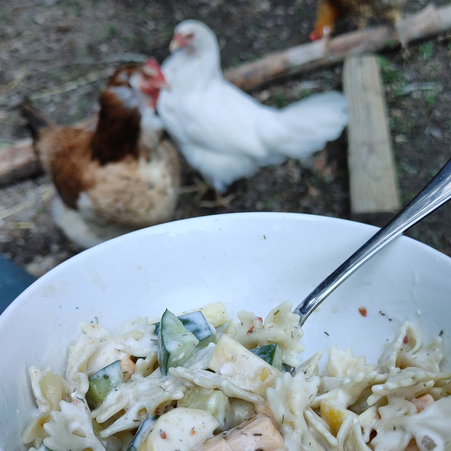 I wanted to eat dinner while supervising the chickens free range time. What I got was the chickens supervising me while I ate dinner. How do they know?