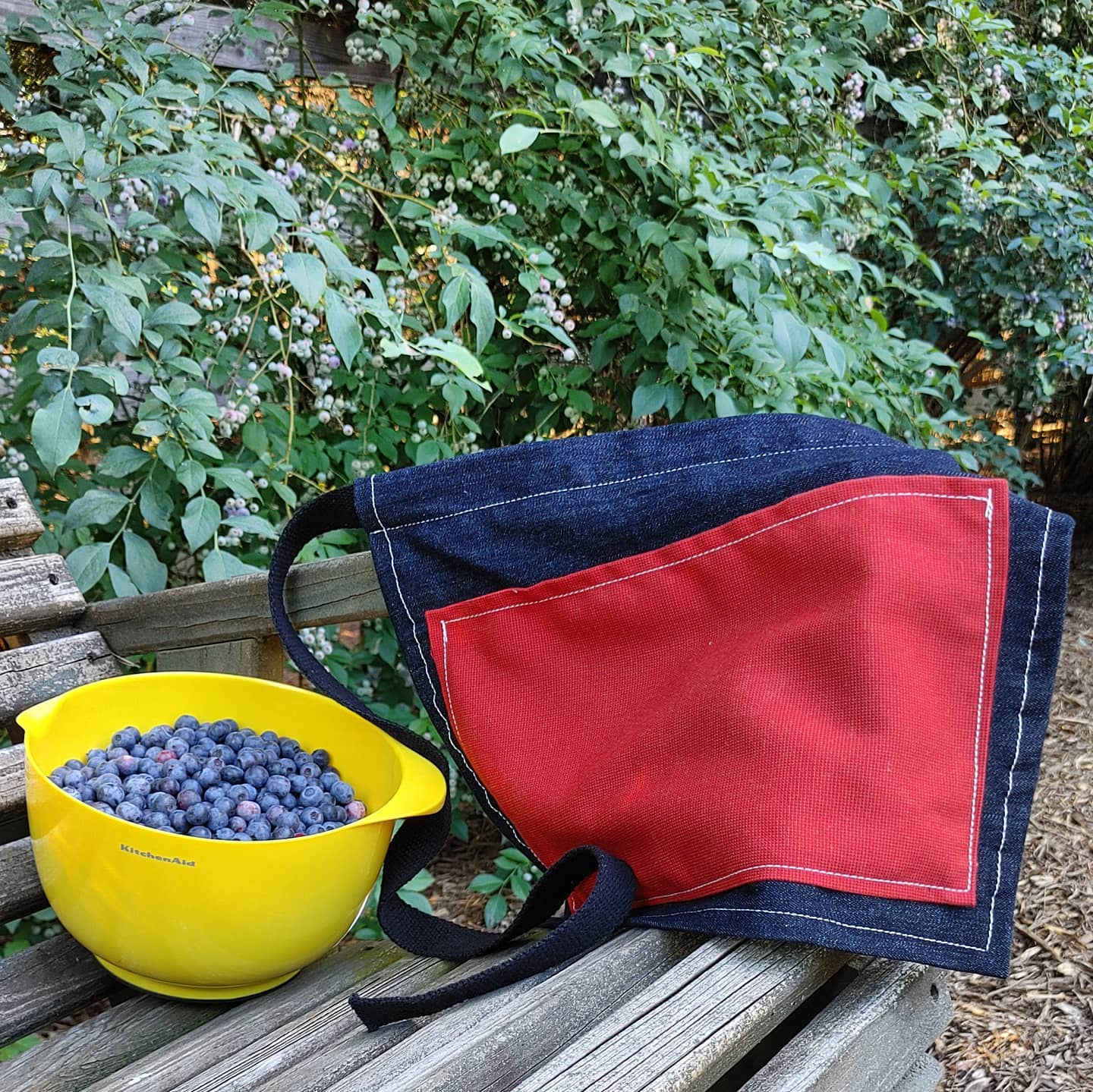 My first big blueberry harvest using my custom blueberry apron! I find it is much faster to harvest with two hands and it is too time consuming to walk back to the bowl with each handful. This is my solution. I think it needs one small modification and it will be perfect!